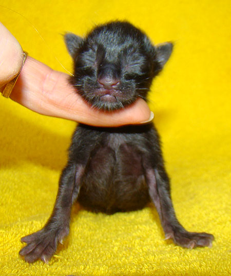     Catsvill County!   !    !       !!!    Catsvill County +7-926-544-74-09     .   ,   ,   ,    ,   ,  ,     ,   -,    ,   !